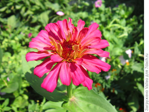 смесь сортов