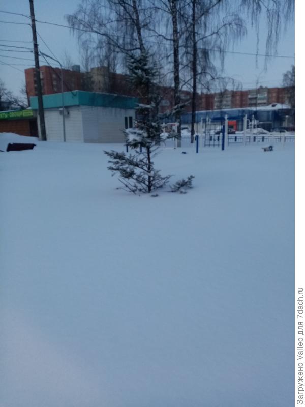 Маленькой ёлочке холодно зимой...