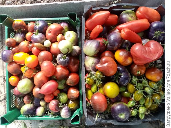 Медитирую...