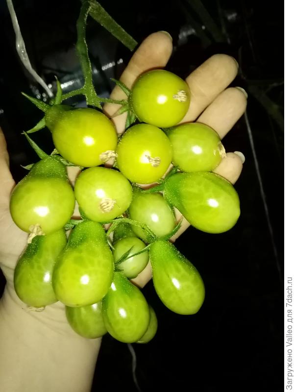 Октябрьская гроздь