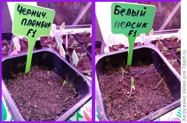 Первые всходы
