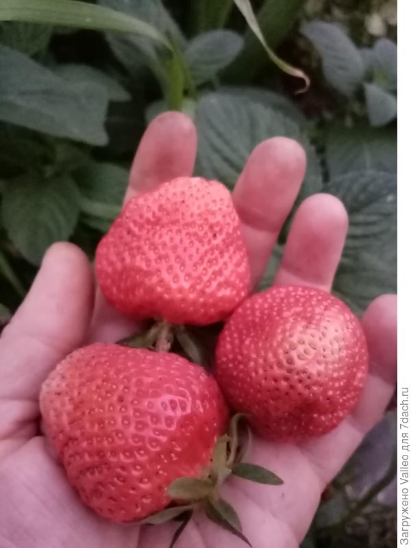 Клубника Джолли