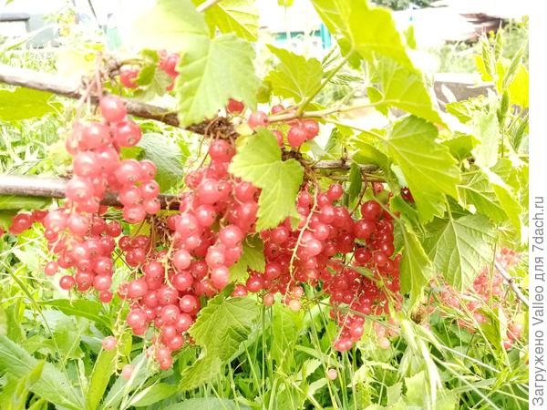 Смородина &quot;От друзей&quot;