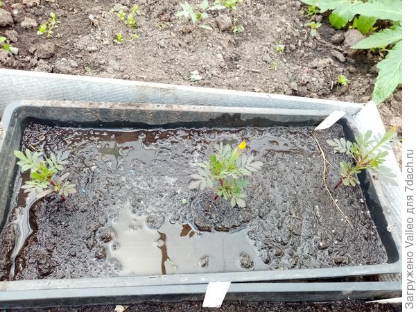 Водные процедуры