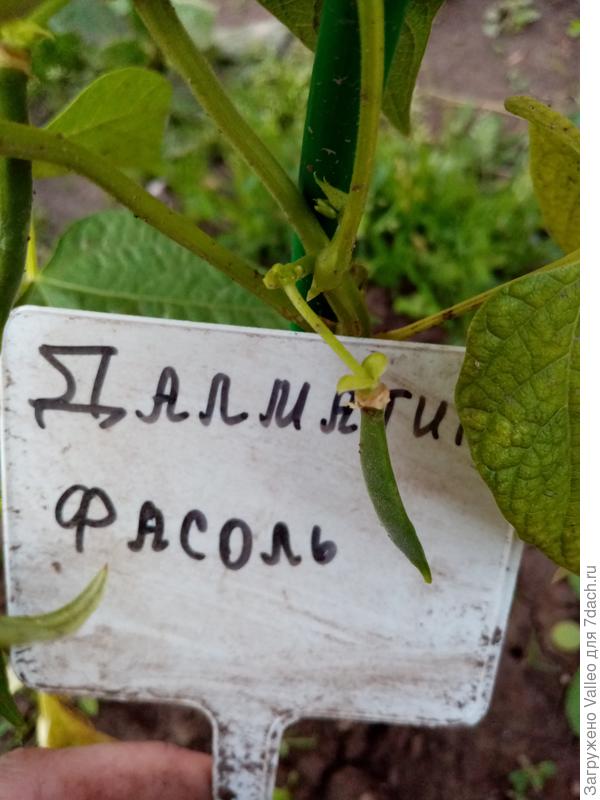 Первый стручок
