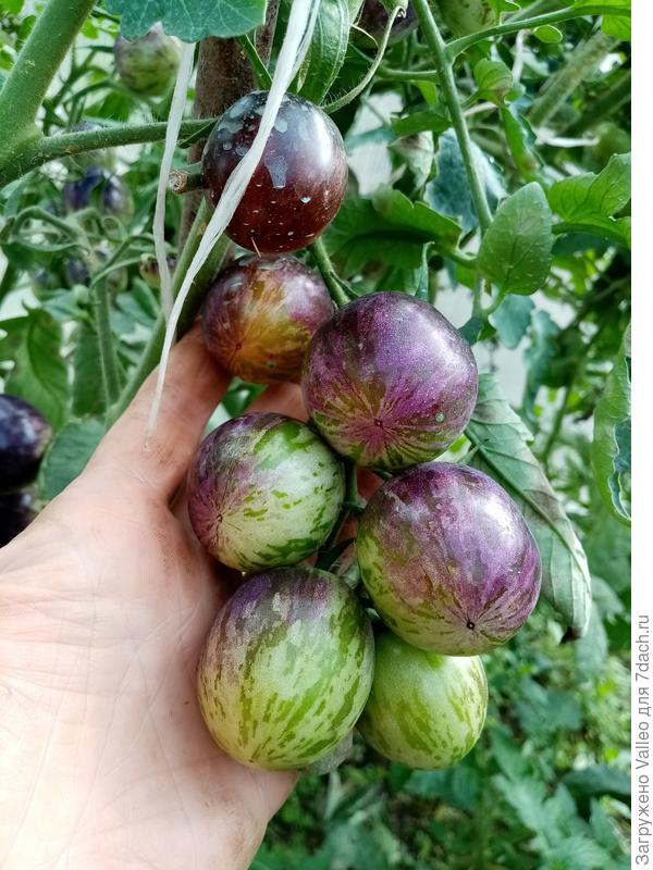 Незнакомец. Куст высотой чуть больше 1,5 метра.