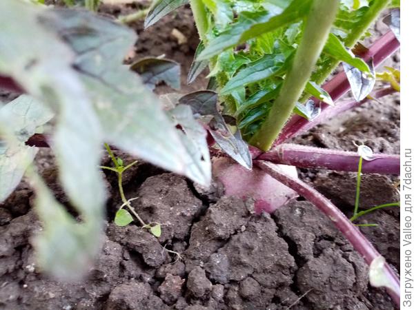 Перед уборкой