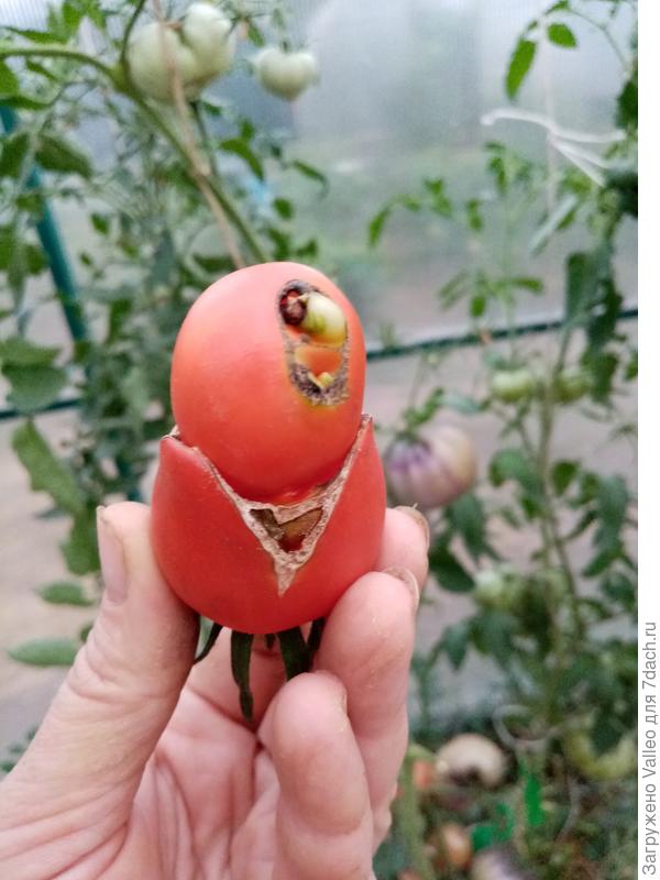 Помидор-миньон