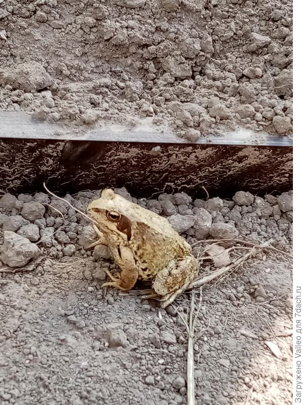 Прям серпентарий)))