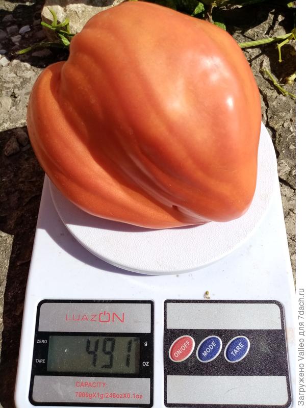 Томатной сердце