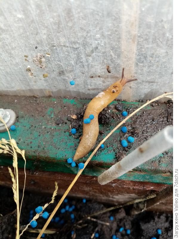 Мерзкие слизни или как они называются. Семья из трех особей жила под кустом бархотки.