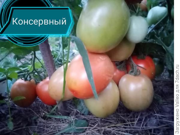 Ну не прелесть ли?!