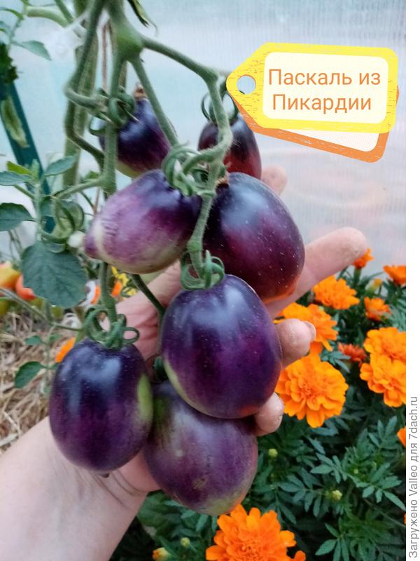 На ветке