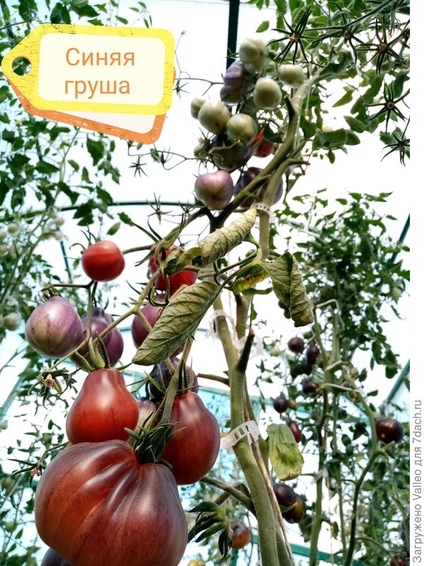 Он прекрасен!!!
