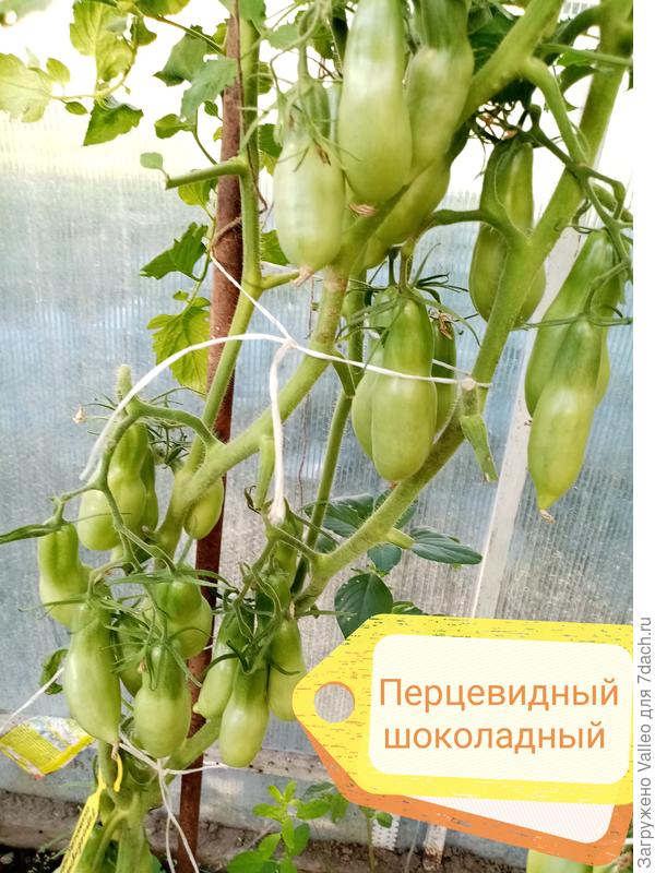 Не урожай. Урожаище. 