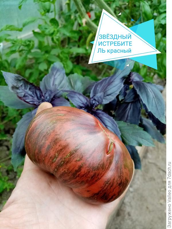 Выращивание томатов в теплице: характеристки сортов, развитие растений иплодоношение. Фотографии