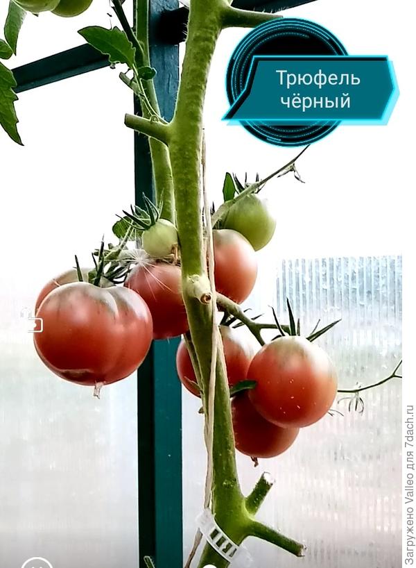 Глянцевый