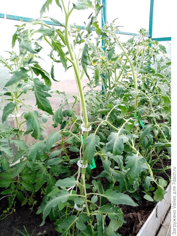 Только часть грядки.