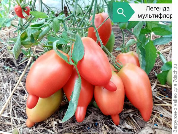 Выращивание томатов в теплице: сорта для консервирования и вяления.Фотографии