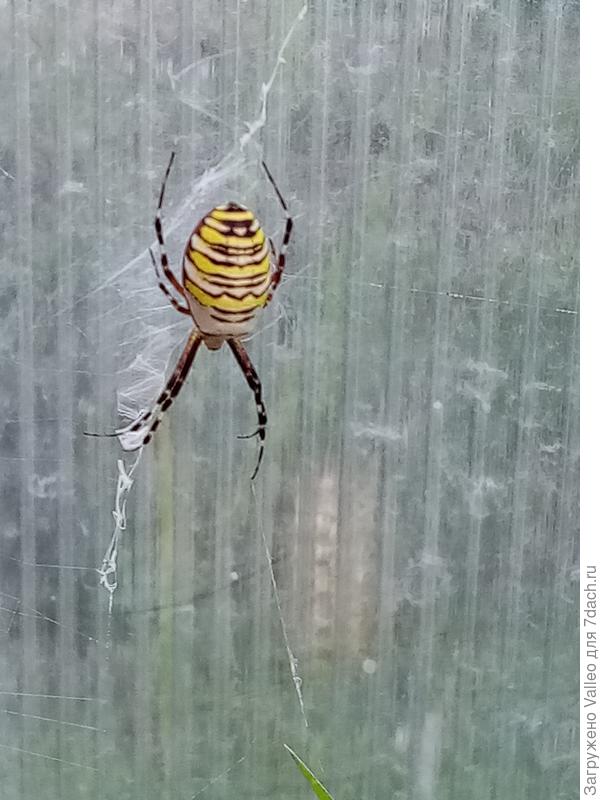 Этого красавца я уже показывала) живёт у меня три сезона)