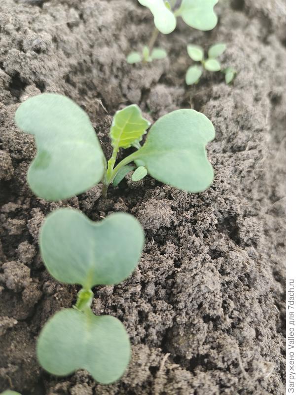 И снова капуста)