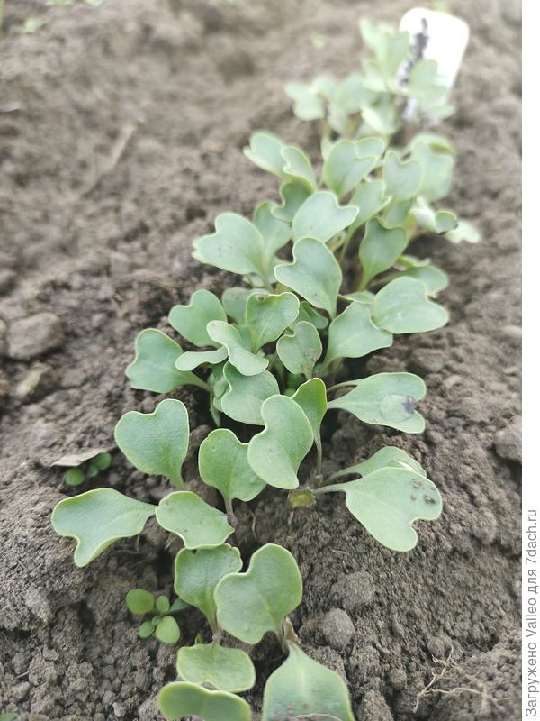 Капуста в теплице