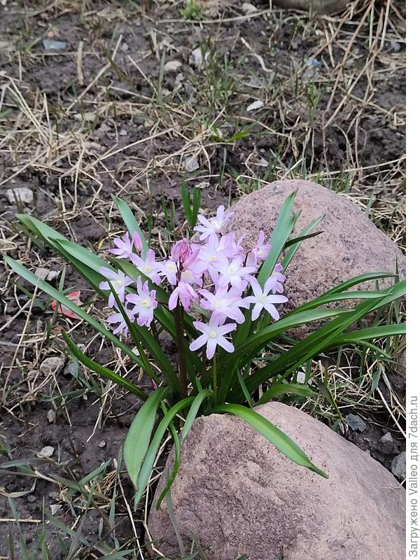 А этого красавца так и не запомнила, как зовут....