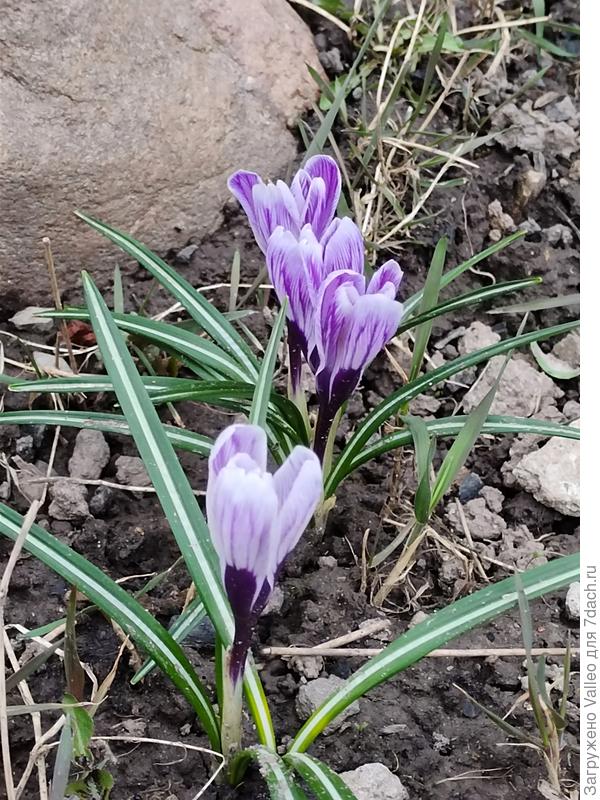 Первоцвета на моей клумбе. Крокусы