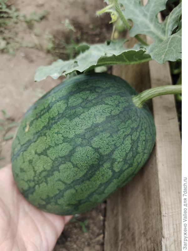 Этот самый крупный пока