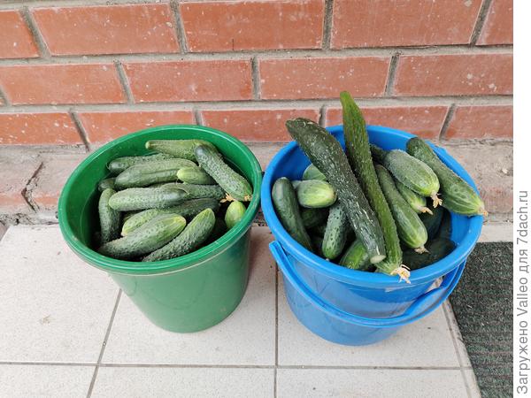 Вчера после работы заглянула в теплицу, сорвать пару огурчиков поужинать🙃