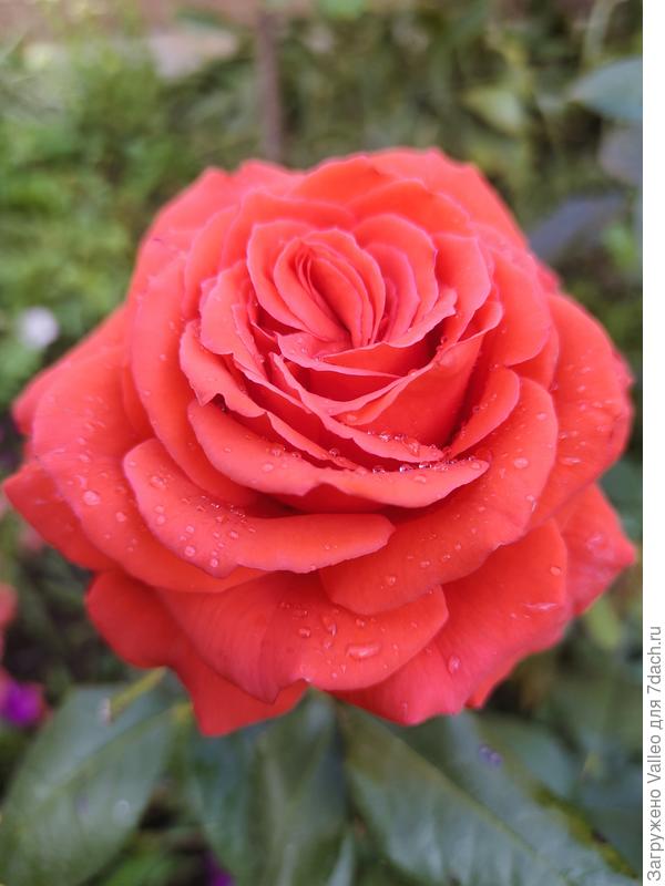 С днём рождения 💐