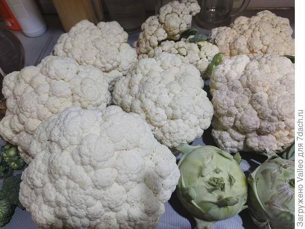 Здесь разные сорта цветной капусты и кольраби