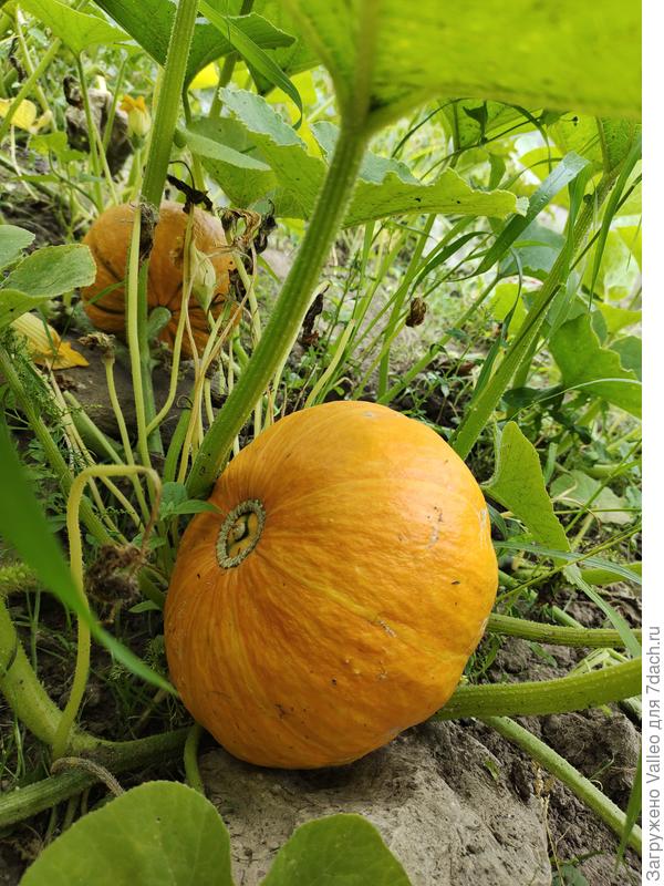 Будущая карета)