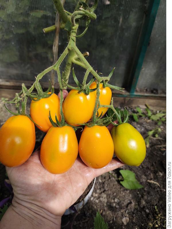 Мои любимые)