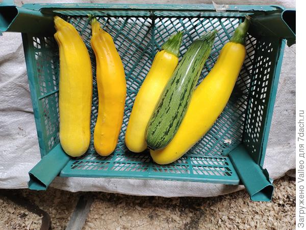 Желтенькие)