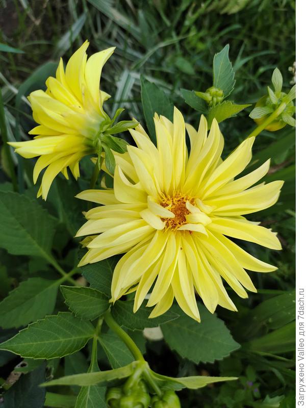 Цветочки тоже есть, конечно же☝️