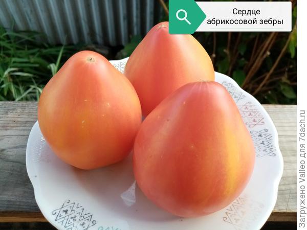 Разве не красота!