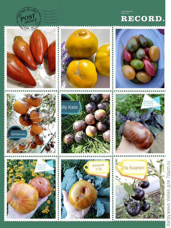 А ещё, у меня появилась зависимость... Я узнала, что помидоры бывают не только красные, жёлтые и черный принц😳 и теперь в моей коллекции томатов есть вот такие экземпляры! Без которых я теперь не представляю свои теплички)