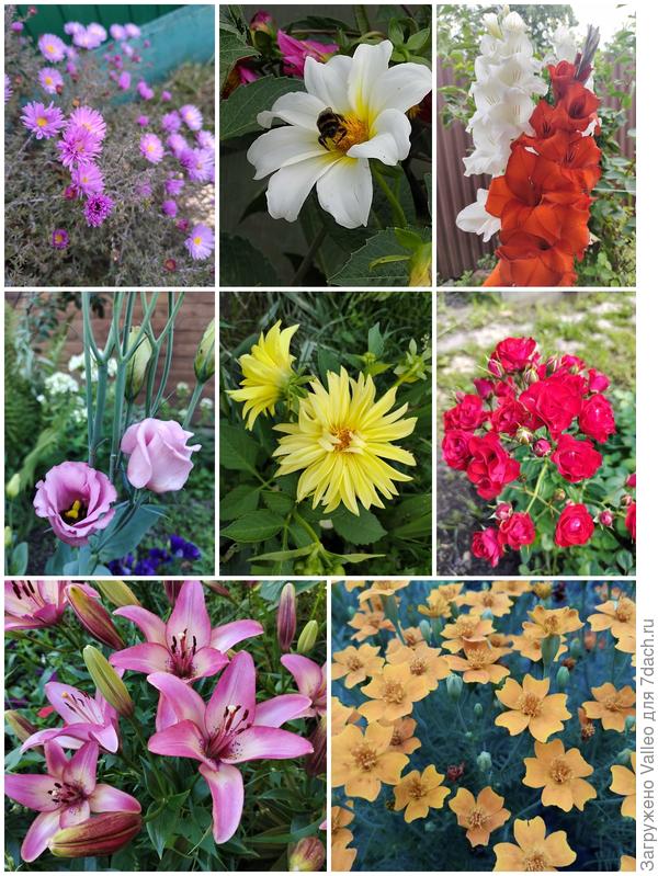 На моём участке появились цветы! Не только одуванчики и вьюнки!