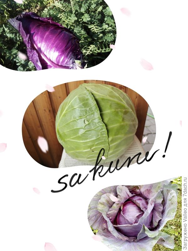 А кочанная капуста бывает не только белой и круглой!