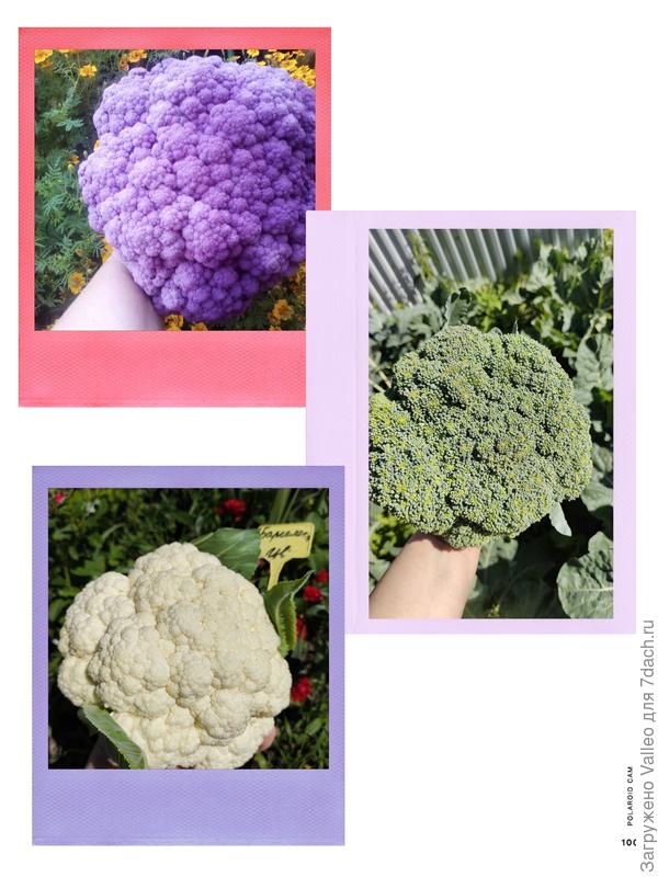 Я узнала, что цветная капуста действительно ЦВЕТНАЯ!