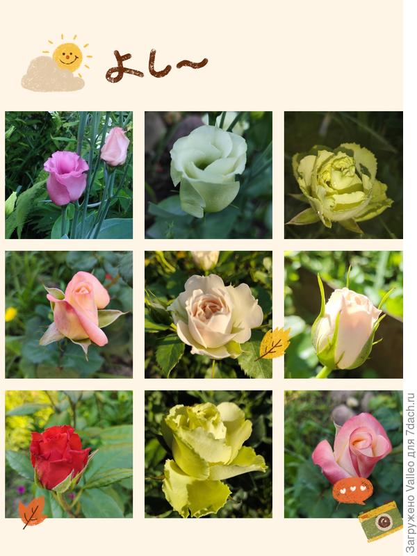 У меня растут розы!