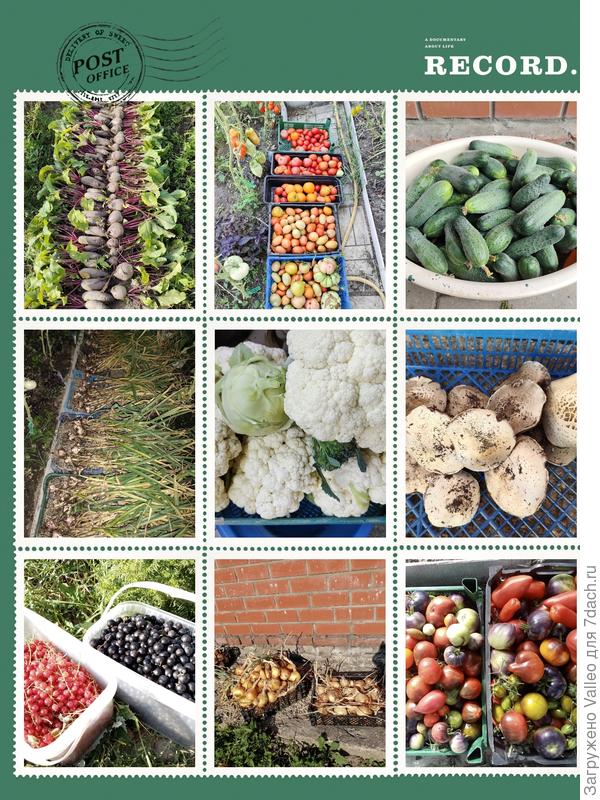 Я научилась получать урожай ведрами, корзинами и тазами!