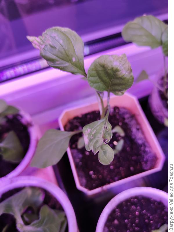 Ещё один пострадавший