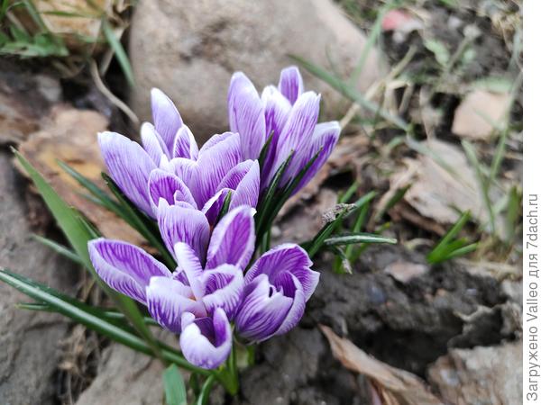 Крокусы)