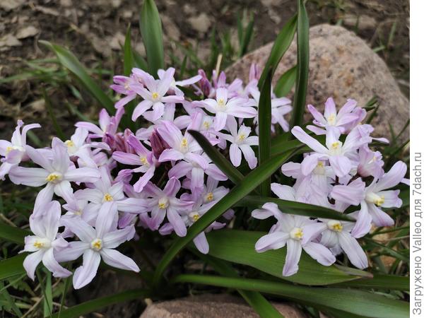 Первоцветы обожаю! Но у меня их мало....