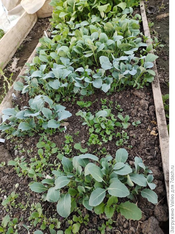 Сеяла 17 марта.