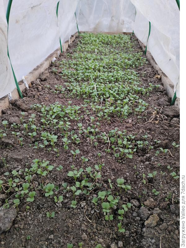 Капуста горчичкой