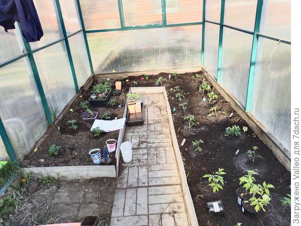 Томаты в теплице