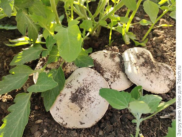 Под кустом томата